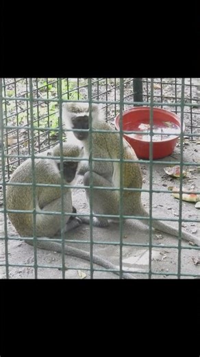 Vervet monkey. Short video 4K-UHD Birds Photography | Wild Video | Wildlife Animals , Sabasaba 2025