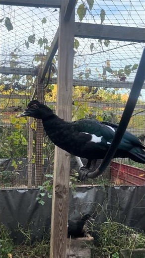 Wild Muscovy #birds #duck