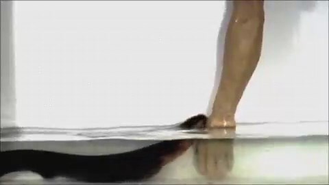 The battery in your phone exists because a physicist in 1799 tried to copy a fish. That fish was the electric eel, and 80% of its body is a living power source.An electric eel is not an eel. It is a knifefish, closer to catfish than to any real eel. And its body is built backward. All the normal organs (heart, stomach, brain) are crammed into the front 20%, right behind its head. The remaining 80% is the electric organ.It has three separate electric organs, each doing a different job. Two of the