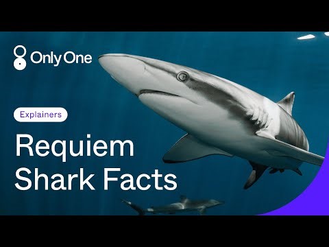The Wonders of: 4 Things You Should Know About Requiem Sharks | Only One