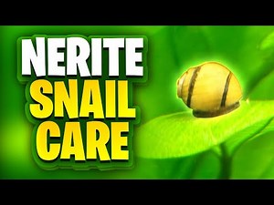 Nerite Snail Care: Everything You Need To Know!