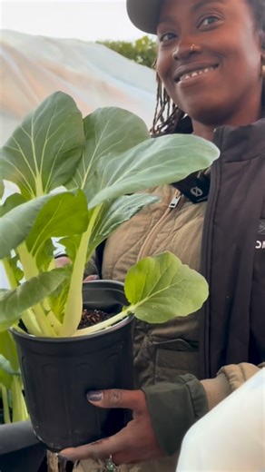 Oko Farms | Aquaponics is an ecosystem. Fish waste provides nutrients for plants and plants filter the water for the fish in return. It is a beautiful... | Instagram