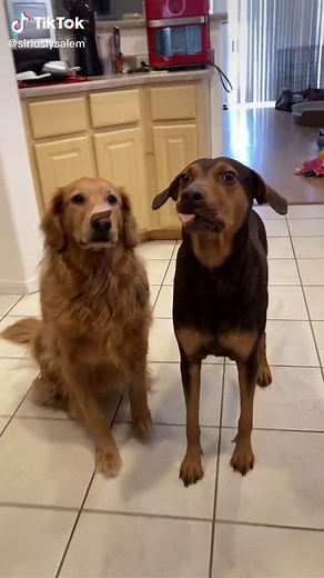 Impulse Control Training with Sirius and Salem