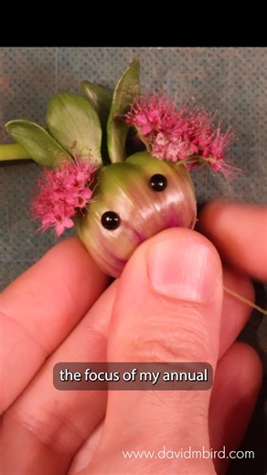 I have a new YouTube video! Here’s the link: https://www.davidmbird.com/pages/youtube-redirect Also, the 2026 Becorn Calendar is available now on my website: https://www.davidmbird.com/collections/calendars I try to make one of these long form videos per year, but it actually took me 2 years to make this one. These long videos are so time consuming! But they’re fun - I especially enjoy creating the music. I hope you enjoy it! | David M Bird