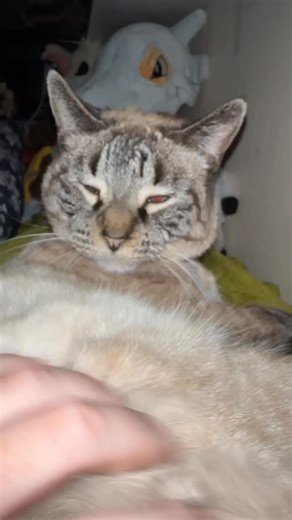 Artuzz | Meow compilation asmr | Instagram