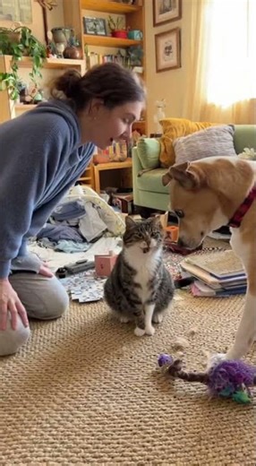 Pet Drama Uncovered: Cat Blames Dog!