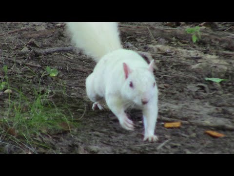 The White Squirrels of Olney, IL.!