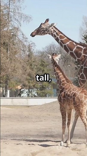 Giraffe Fun Facts- Neck to Neck!