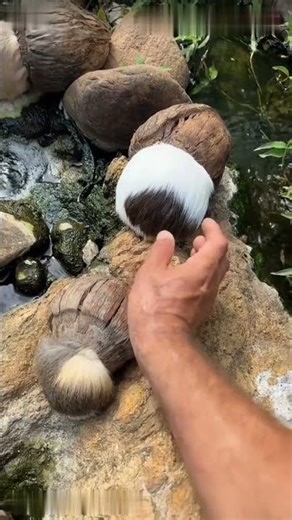 #facts #cutepappi #viralshorts...