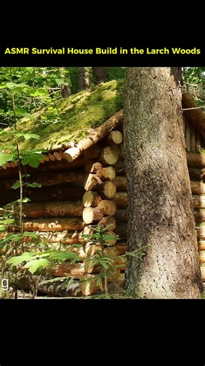 ASMR Survival House Build in Larch Woods