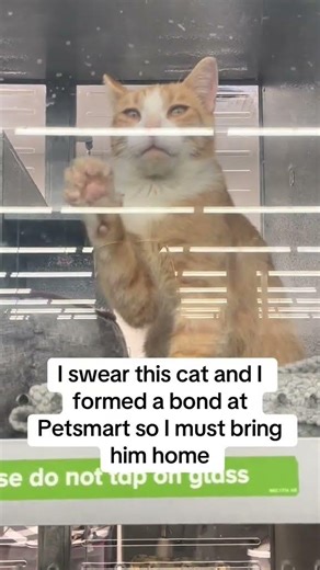 His name is Gobbstopper🧡 #straycat #adoptedcats #adoptstrays #rescuecat @keep_eye_out_for_lener