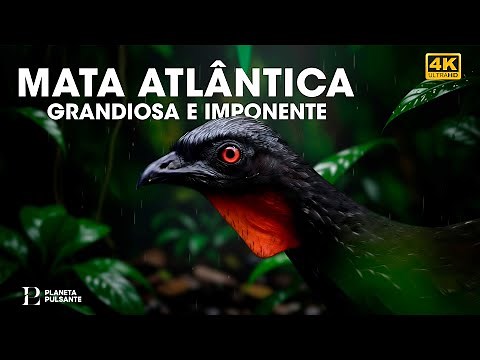 ATLANTIC FOREST: The Richest Forgotten Paradise on Earth | Full Documentary