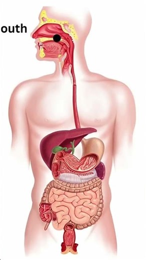 human digestive system work