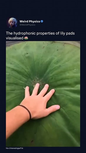 Physics Videos on Instagram: "Did you know lily pads are like nature’s water shields? 🌊✨ Their special waxy surface keeps water droplets from soaking in, making them float and stay dry! Perfect for those lazy days on the pond! 🐸💚 Via: r/interestingasf*ck Follow @WeirdPhysics for more 🪷 #NatureFacts #LilyPadMagic #lotus #science #pond"