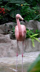 Flamingo live in nature, flamingo living in nature