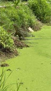 Asian water monitors