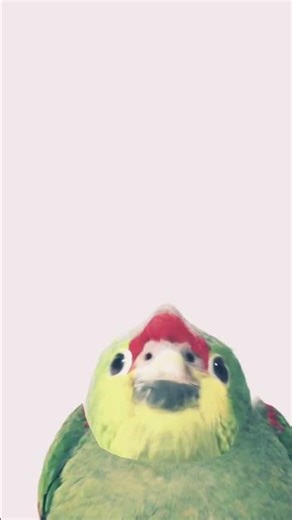 #meme ‪@MemeBabyTV-b5w‬