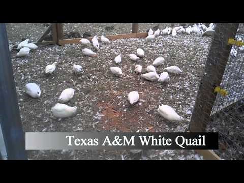 TX A&M White Coturnix Quail