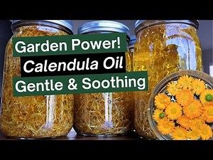 Calendula Oil for Beginners: Step by Step Grow, Harvest & Infuse
