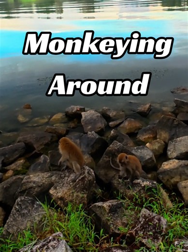 Singapore wildlife documentary crew follows macaques and otters