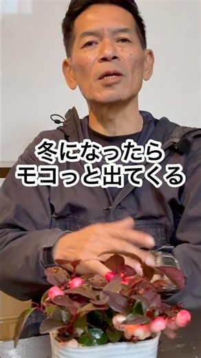 Pink checkerberry is incredibly resistant to the cold. #checkerberry