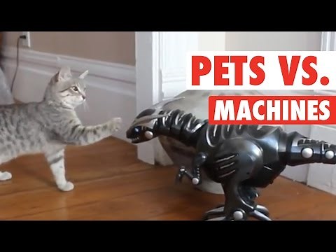 Pets vs Machines