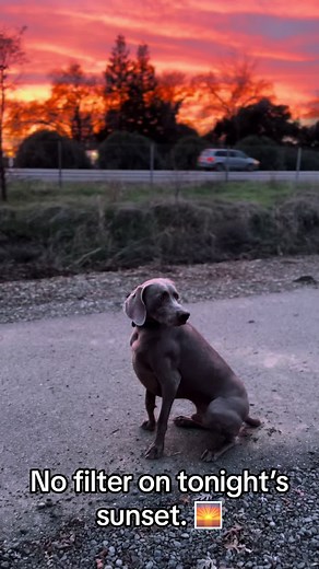 Bella Blu the Weim’s ⭐️ (@bella_andblu)’s videos with New Home - Frozen Silence