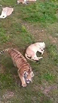 lion and tiger fighting to mate #animals #wildlife #lion #youtubeshorts ‪@benardchacha_official‬