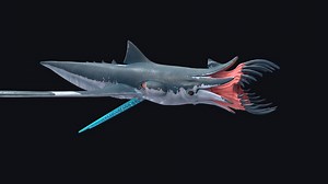 Squid Shark - 3D model by Fox3D