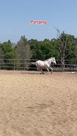 Exploring Arabian Horse Breeds and Breeding Techniques