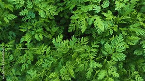 Wild parsley plant or parsnip green leaves texture Fresh herb sprouts close up Natural vegetation background, eco and environment concept Stock Video