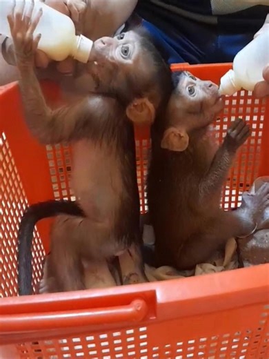 4.3K views · 106 reactions | Giving milk to soothe the angry baby monkey | Best Videos | Facebook