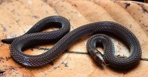 Ce petit serpent fait la roue pour échapper aux prédateurs, selon une étude