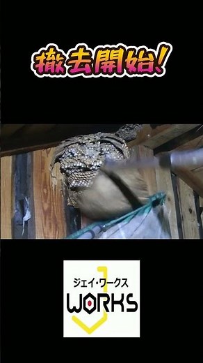 【甲賀市】真夏の屋根裏は地獄…狭さと暑さに耐えてモンスズメの巣撤去 滋賀のハチ駆除「ジェイ・ワークス」#モンスズメバチ #スズメバチ #蜂の巣駆除 #ハチ駆除 #屋根裏 #巣撤去 #甲賀市