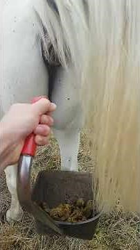 Horse poop collecting made easy