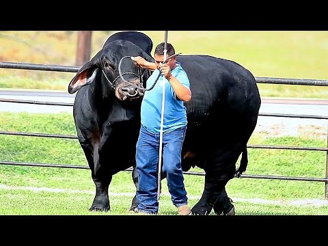 Brahman bulls in black