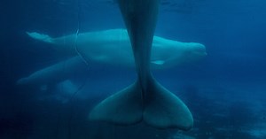 A Marine Park in Canada Warns That It May Euthanize 30 Beluga Whales