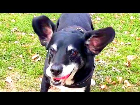 Rescued and Adopted Found Dog - Successful Shelter Adoption - LilouTV