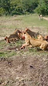 Crazy scenes with the Avoca pride as they fight over an impala kill! 😲 This intense scene back filmed in January shows just how aggressive lions can get at mealtime - with even the young cubs fighting to get a share of the prize. For this growing pride, an impala simply doesn't provide enough food to satisfy every lion - however, it does provide a welcome respite from hunger as they search for larger prey. What a memorable sighting! Join us at Waterbuck to uncover the incredible big cats of Tho