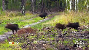 To learn more about Wild Boar Fever star, Franz-Albrecht watch our video below or tune into the latest series by following this link > bit.ly/MOTV-WBFXI Aimpoint AB Hornady Swazi Sauer Feliew: Vidéos de chasse | MyOutdoorTV International