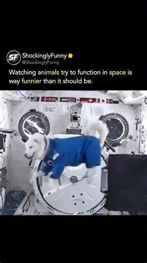 Animals In Space Look Completely Unreal