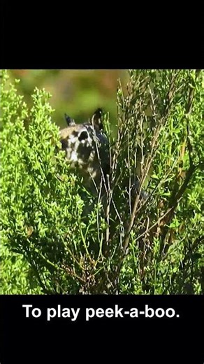 California Ground Squirrel Alarm Call #wildlife #wildanimals #animalsounds