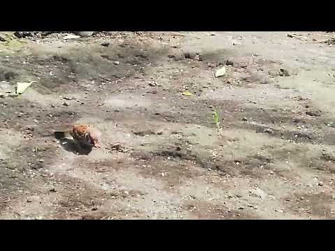 ANIMAL PLANET: Maya - The Philippine National Bird