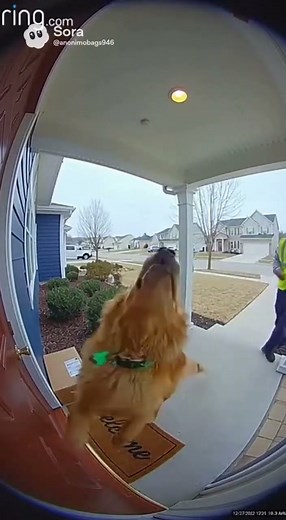 FUNNY DOG TRIES TO ATTACK CALM AMAZON GUY, DOORBELL SECURITY FOTTAGE 😱 #fyp #dogs #securityfootage