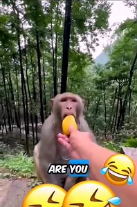 Wenn Affen Wild werden 🐒🐵 wie im echten Leben. Wer hat die Kokosnuss geklaut. 😂🤣 #affe #affen #littlemonkey #monkey #affenbande #lustig #witzig #memes #stars #star #spaß #satire | Walters Fasnetsseite