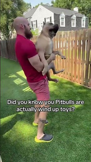 Pitbulls are wind up dogs