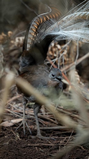 JeremyFilmsThings on Instagram: "Here’s a little highlight reel of fun moments from the trail cams 📸 I volunteer for a lyrebird study group and these cameras are set up for monitoring. They’re running 24/7 at two lyrebird mounds and I write monthly reports about who comes and goes. Occasionally, other species step on to the mounds and we get some insight into the good (native) and bad (invasive) residents of the forest 🦌 Which clip surprised you the most? #lyrebird #trailcam #wildlife"