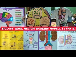 Biology Working model / Biology charts for B.Ed