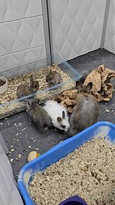 24K views · 1.2K reactions | Mama LintTrap and the babies got the...