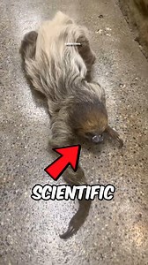 Strangest Animal Behaviors! 😳 #facts #animals #behavior | MisfitDog